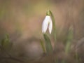 Close-up view of spring flowers, white snowdrop