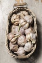 Close up view of sprouted dry garlic, healthy food ingredient, agricultural food harvest