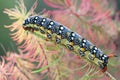 Close up view of spurge hawk-moth caterpillar Hyles euphorbiae with red horn crawling on grass blade green over green background Royalty Free Stock Photo