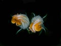 Squash Blossoms Opening in Black Background Royalty Free Stock Photo