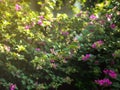 Close up view of stalk pink bougainvillea flowers and green leaves in sunset nature garden