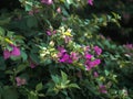 Close up view of stalk pink bougainvillea flowers and green leaves in sunset nature garden Royalty Free Stock Photo