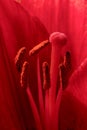 Close-up view on stamen of an red and pink lily flower Royalty Free Stock Photo