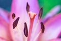 Close up view on a stamens and pistil of a pink flower of lily Royalty Free Stock Photo