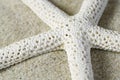 Close-up view of a starfish Royalty Free Stock Photo