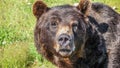 Close-up view of staring grizzly bear in the Canadian wilderness