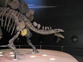Stegosaurus Dinosaur Skeleton