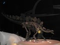 Stegosaurus Dinosaur Skeleton