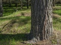 Close-up view on the stem with cutted bark of the oak tree in Sardinia, Italy Royalty Free Stock Photo