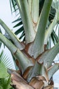 Close-up view of the stem of tropical fan leaves palm tree