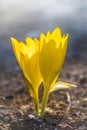 Beautiful Sternbergia clusiana wild flower in full bloom