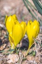 Close up view of Sternbergia clusiana flower