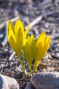 Close up view of Sternbergia clusiana with a large greenish-yellow, cup shaped, flower