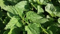 Close up view of stinging or common nettles at field. Royalty Free Stock Photo