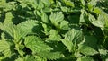 Close up view of stinging or common nettles at field. Royalty Free Stock Photo