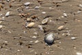 Shells in the sand Royalty Free Stock Photo