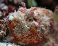 Close-up view of a Stonefish Royalty Free Stock Photo