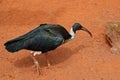 A close up view of a straw-necked ibis Royalty Free Stock Photo
