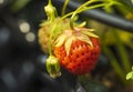 Close up view of strawberries isolated. Beautiful nature background Royalty Free Stock Photo