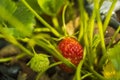 Close up view of strawberries isolated. Beautiful nature background Royalty Free Stock Photo