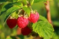 Close up view of strawberries isolated. White and red in focus.Beautiful close up view of raspberry bush isolated. Royalty Free Stock Photo