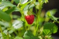 Close up view of strawberries isolated. White and red in focus. Beautiful nature background Royalty Free Stock Photo