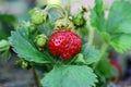 Close up view of strawberries isolated. White and red in focus. Royalty Free Stock Photo