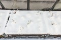 Close up view of strawberries in snow covered pallets on winter day.
