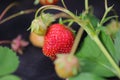 Close up view of strawberries . White and red in focus. Beautiful nature background