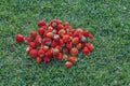 Close up view of strawberry harvest lying on green grass Royalty Free Stock Photo