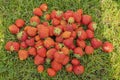 Close up view of strawberry harvest lying on green grass in garden Royalty Free Stock Photo