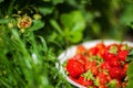 Close up view of strawberry harvest lying on green grass in garden. The concept of healthy food, vitamins, agriculture Royalty Free Stock Photo