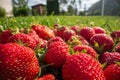 Close up view of strawberry harvest lying on green grass in garden. The concept of healthy food, vitamins, agriculture Royalty Free Stock Photo