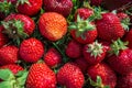 Close up view of strawberry harvest lying on green grass in garden. The concept of healthy food, vitamins, agriculture Royalty Free Stock Photo