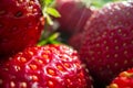 Close up view of strawberry harvest lying on green grass in garden. The concept of healthy food, vitamins, agriculture Royalty Free Stock Photo