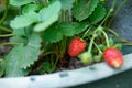 Close-up view of a strawberry plant with two fresh strawberries Royalty Free Stock Photo