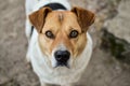 Close-up view of the big stray dog head with beautiful eyes looking into the camera Royalty Free Stock Photo