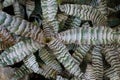 Close-up view of the striking, zebra-patterned foliage of Earth Star Cryptanthus Absolute Zero plant with deep green and frosted Royalty Free Stock Photo