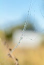 Close up view of the strings of a spiders web. Spider web with c Royalty Free Stock Photo