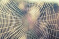 Close up view of the strings of a spiders web. Spider web with c Royalty Free Stock Photo
