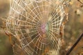 Close up view of the strings of a spiders web. Spider web with c Royalty Free Stock Photo