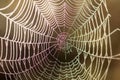 Close up view of the strings of a spiders web. Spider web with c Royalty Free Stock Photo