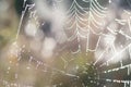 Close up view of the strings of a spiders web. Spider web with c Royalty Free Stock Photo