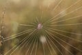 Close up view of the strings of a spiders web. Spider web with c Royalty Free Stock Photo