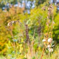 Close up view of the strings of a spiders web Royalty Free Stock Photo