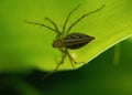 Close-up view of striped lynx spider on green leaf Royalty Free Stock Photo