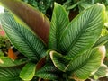 Close up view of striped prayer leaves