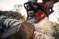 Close up view on strong lumberjack sawing tree with chainsaw for work on sawmill