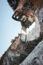 Close-up view on strong lumberjack use chainsaw and sawing a big tree on sawmill