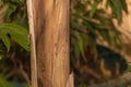 Close up view of the structure of the trunk of a banana tree